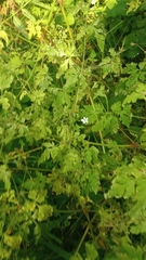 Geranium robertianum
