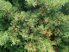 Juniperus turbinata