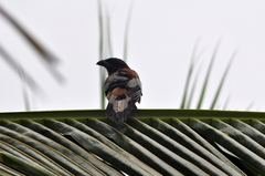 Dendrocitta vagabunda