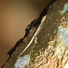 Cnemaspis littoralis