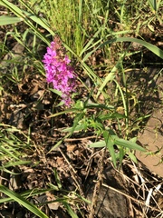 Lythrum salicaria