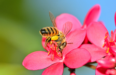 Apis mellifera