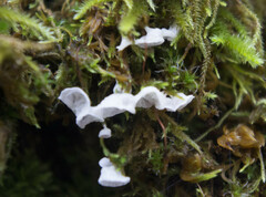 Calyptella capula
