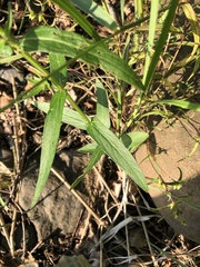 Lythrum salicaria