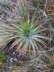 Puya goudotiana