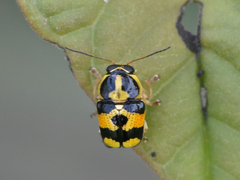 Griburius decoratus