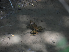 Pelophylax ridibundus