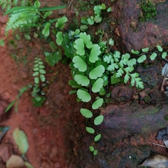 Adiantum philippense