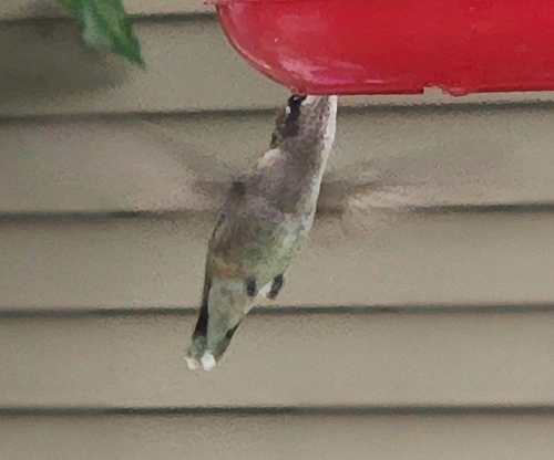 Ruby-throated Hummingbird photographed in Michigan