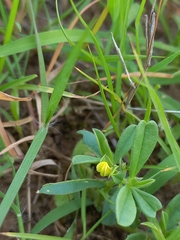 Crotalaria medicaginea