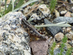 Melanoplus atangi