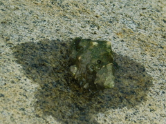 Clibanarius longitarsus