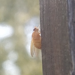 Sapromyzosoma quadricincta