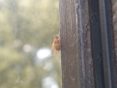 Sapromyzosoma quadricincta