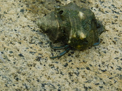 Clibanarius longitarsus