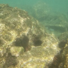 Echinoidea