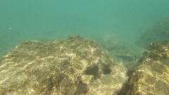 Echinoidea