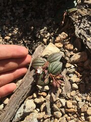Claytonia obovata