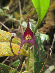 Masdevallia cucullata