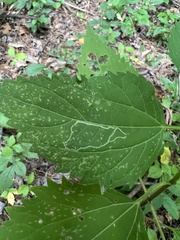 Liriomyza eupatoriella