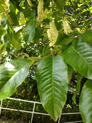 Image of Prunus serotina