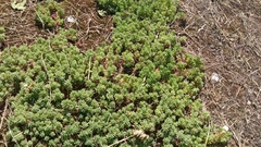 Sedum pallidum
