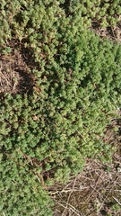 Sedum pallidum