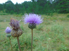 Cirsium tymphaeum