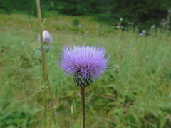 Cirsium tymphaeum