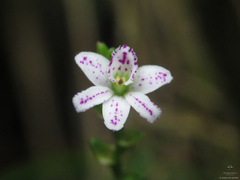 Epidendrum fimbriatum