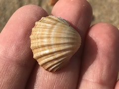 Acanthocardia paucicostata