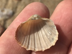 Acanthocardia paucicostata