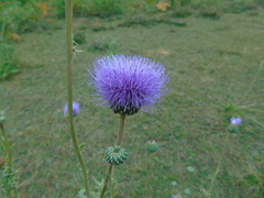 Cirsium tymphaeum
