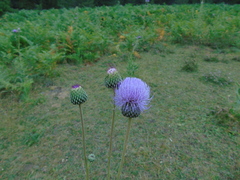 Cirsium tymphaeum