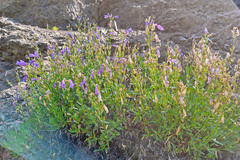 Penstemon fruticosus fruticosus