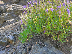 Penstemon fruticosus fruticosus