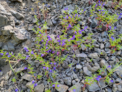 Scutellaria angustifolia angustifolia
