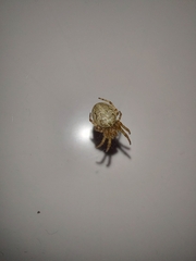Larinioides
