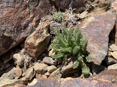 Polemonium chartaceum