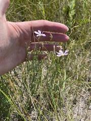 Lygodesmia grandiflora