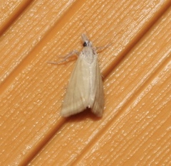 Microtheoris