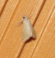 Microtheoris