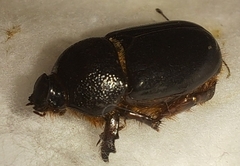Temnorhynchus baal