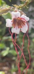 Strophanthus preussii