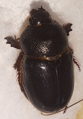 Temnorhynchus baal