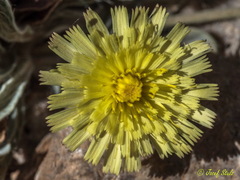 Pilosella castellana