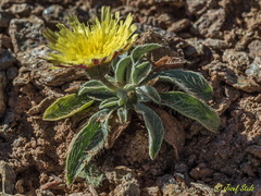 Pilosella castellana