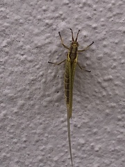 Hexagenia