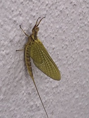 Hexagenia