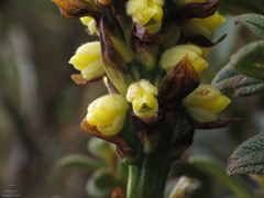 Gomphichis